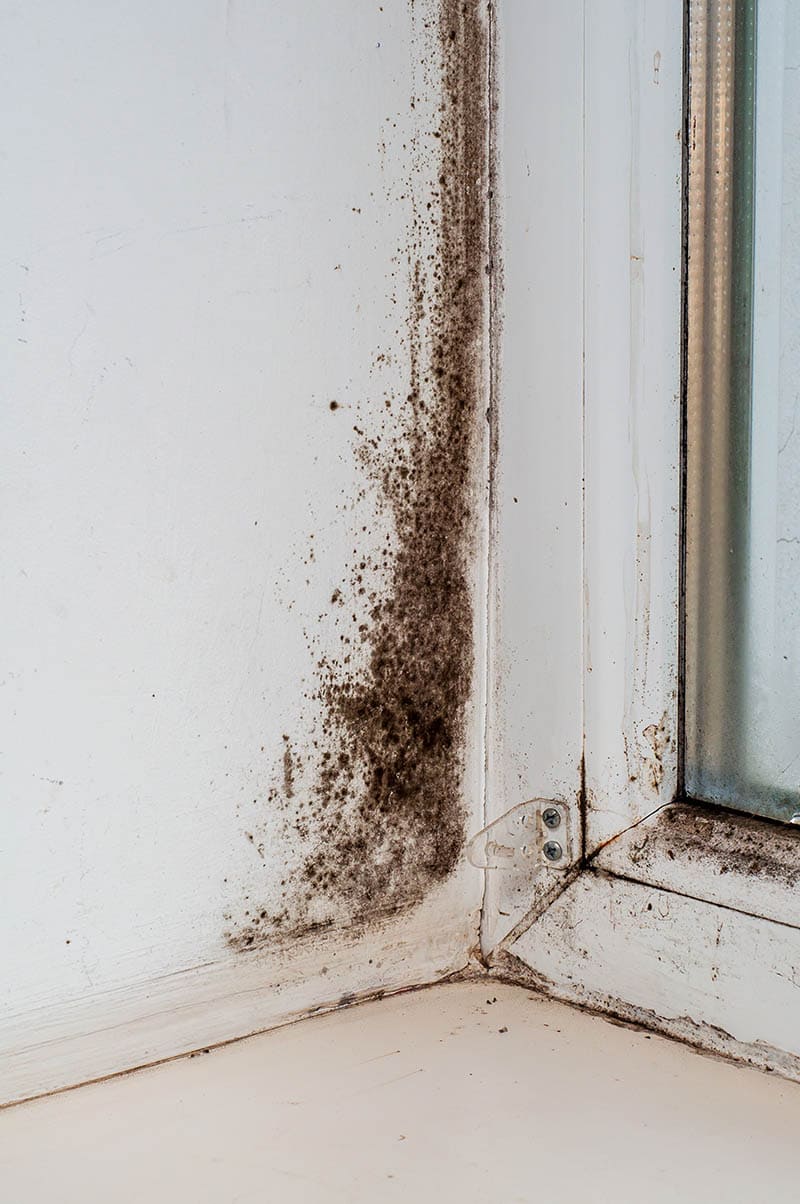 Latent Defects In Property: How To Spot, Handle And Avoid Them 2 Structural Warranties black mold window Structural Warranty